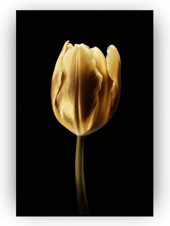 Tulp poster - Poster - Bloemen poster - Poster tulp - Bloemen - bloemen