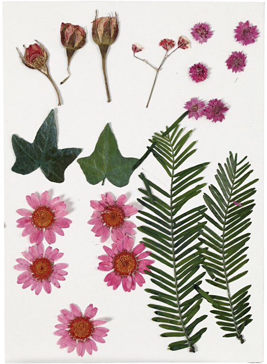 Fleurs et feuilles séchées, 19 div, rouge clair