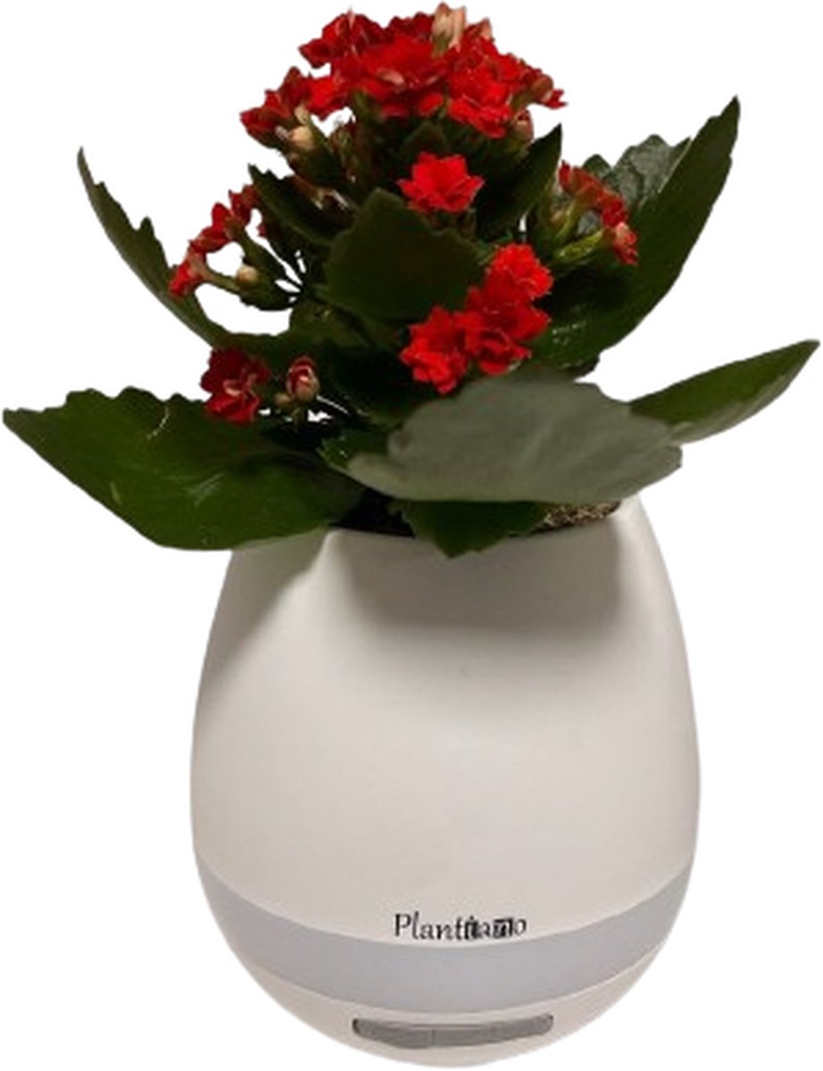 Plantiano Piano plant - Bluetooth speaker - decorative planten - Bluetooth speaker - Geluid bij aanraken - Kerst en nieuwjaar liedjes