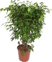 Goed & Groen - Ficus Exotica -↨ 120cm - Potmaat 30 - Kwaliteit Planten - Kamer Plant - Kamerplanten - Sfeer