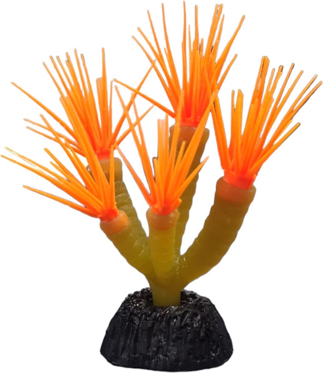 Aquariumplanten voor Garnalen kopen | Beste Garnalen-vriendelijke Planten Aquariumplanten voor Garnalen kopen | Beste Garnalen-vriendelijke Planten