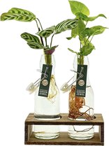 Planten op water in duo hout | Ctenanthe Burle Marxii en Syngonium Golden