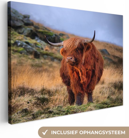 Canvas Schilderij Schotse Hooglander - Gras - Stenen - 80x60 cm - Wanddecoratie