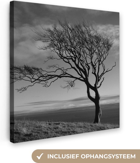 Canvas Schilderij Winterfoto beukenboom zwart-wit - 50x50 cm - Wanddecoratie