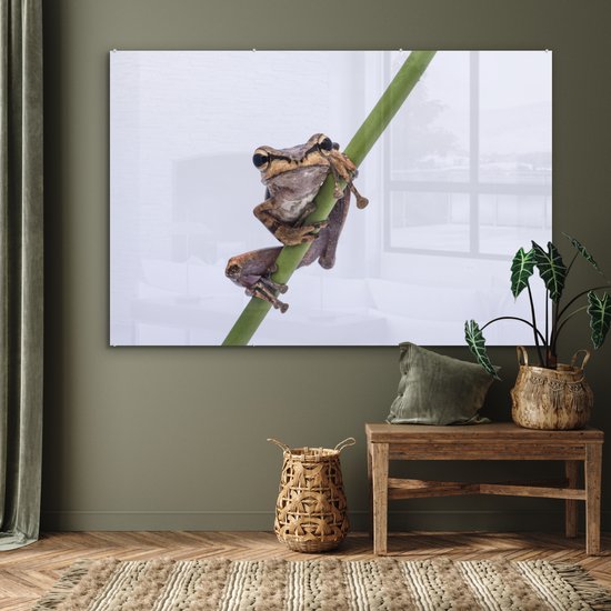 MuchoWow® Peinture sur verre 180x120 cm - Peinture sur verre acrylique - Grenouille - Branche - Grijs - Photo sur verre - Peintures