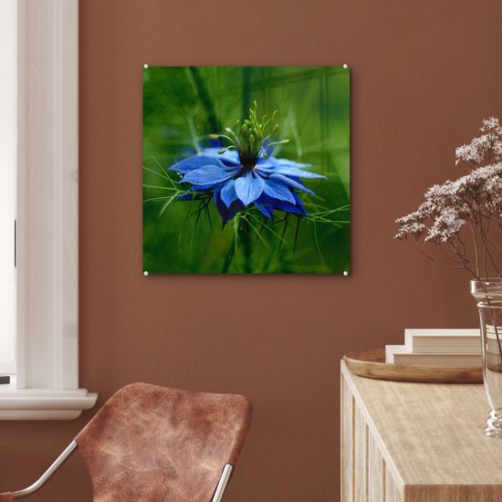 Peinture sur verre MuchoWow® 50x50 cm - Peinture acrylique sur verre - Une fleur de nigelle dans un environnement verdoyant - Photo sur verre - Peintures