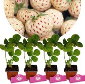 Set van 4 Witte aardbeien- Fragaria x ananassa Pineberry Snow white - Hoogte 20cm - 9cm pot