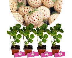 foto van Set van 4 Witte aardbeien- Fragaria x ananassa Pineberry Snow white - Hoogte 20cm - 9cm pot