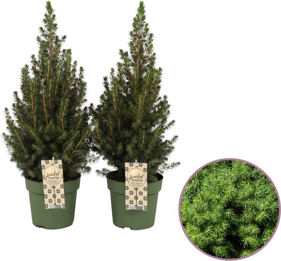 Walnoot kerstballen (26 stuks) - Kerstbomen Amsterdam