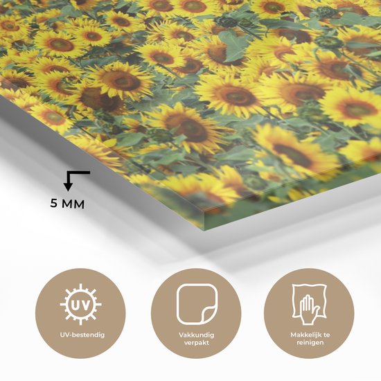 MuchoWow® Peinture sur verre 180x120 cm - Peinture sur verre acrylique - Tournesol - Fleurs - Nature - Photo sur verre - Peintures
