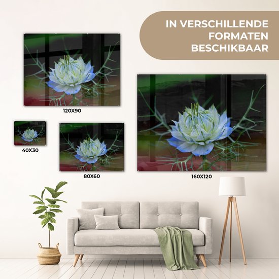 Gros plan d'une nigelle bleu vif Plexiglas 40x30 cm - petit - Tirage photo sur Glas (décoration murale plexiglas)