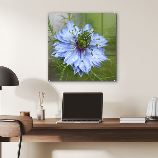 Une nigelle bleu clair en fleur Plexiglas 50x50 cm - Tirage photo sur Glas (décoration murale plexiglas)