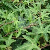 24 x Klimop 'Sagittifolia' - Hedera helix 'Sagittifolia' pot 9x9cm, voor 3m² : Een unieke groenblijvende klimop met pijlpuntvormige bladeren