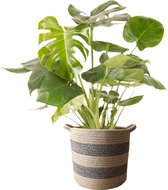 Gatenplant (Monstera Deliciosa) met bloempot – Hoogte: 90 cm – Kamerplant van Botanicly