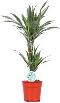 Bladrijkwinkelen-Dracaena Warneckei- Kamerplant- Palm - Kamerplanten luchtzuiverend - Luchtzuiverende Kamerplant - Plant - Makkelijk Kamerplant