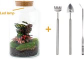 Terrarium - Milky LED calathea - ↑ 31 cm - Ecosysteem plant - Kamerplanten - DIY planten terrarium - Mini ecosysteem