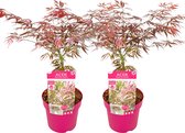 Plant in a Box - Acer palmatum 'Extravaganza' - Japanse Esdoorn - Set van 2 - Winterhard - Tuinplant - Pot 19cm - Hoogte 50-60cm
