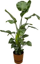 Trendyplants - Strelitzia Nicolai inclusief elho Greenville Round bruin - 160 cm - Ø30cm
