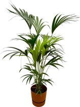 Trendyplants - Kentia palm inclusief elho Greenville Round bruin - 160 cm - Ø24cm