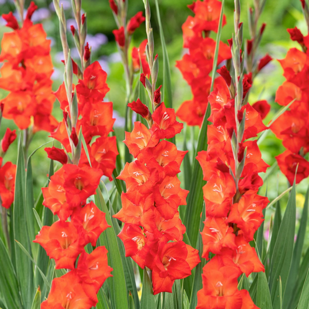 Plant in a Box - Gladiolus 'Glamini Patty' Mini Gladiolus - Gladiool - set van 21 - Tuinbloemen - Rood - Volgroeid: 50 cm