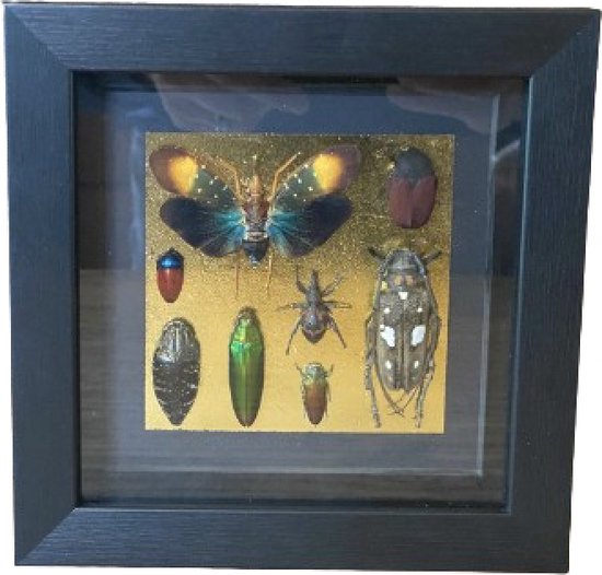 Lijst met echte insecten "Insect Art" - Taxidermie - entomologie