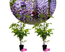 Set van 2 Chinese Blauwe regen - Wisteria sinensis - Hoogte 50cm - 9cm pot