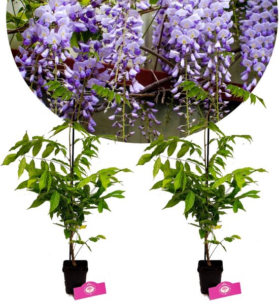 Set van 2 Chinese Blauwe regen - Wisteria sinensis - Hoogte 50cm - 9cm pot
