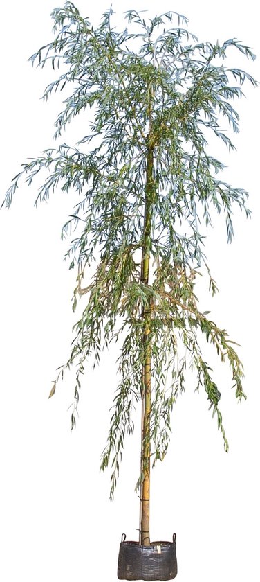Treurwilg | Salix sepulcralis 'Chrysocoma' 20-25 cm 220-240 cm| Bomenbezorgd.nl