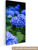 Tableau sur toile Gros plan fleurs d'hortensia bleu - 40x80 cm - Décoration murale