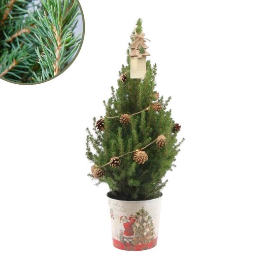 Fresh from Nature - Kleine Kerstboom in Kerstmis pot met verlichting 'Pinecone light' - echte kerstboom  - ca. 70 cm hoogte - Picea glauca Conica - Kerstmis