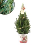 Fresh from Nature - Kleine Kerstboom in Kerstmis pot met verlichting 'Starlight' - echte kerstboom - ca. 70 cm hoogte - Picea glauca Conica - Kerstmis