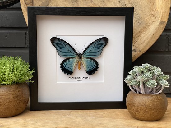 Cadre avec véritable papillon Papilio Zalmoxis en peluche - Taxidermie - Entomologie