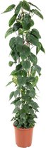 Goed & Groen - Philodendron scandens (zuilvorm) - XL -↨ 160cm - Potmaat 27 - Exclusieve Kwaliteit Planten - Kamer Plant - Kamerplanten - Sfeer - Interieur