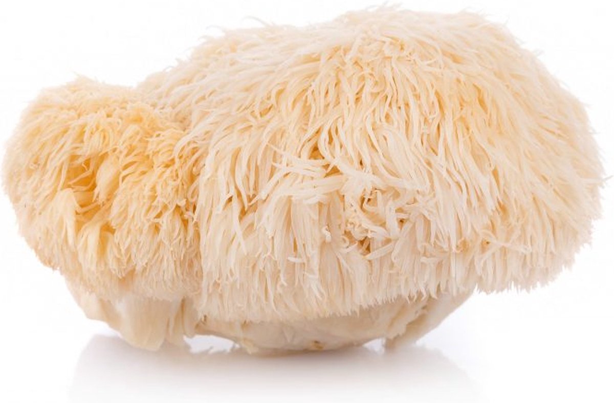 Goedkoopste Lion's Mane (Hericium) Poeder 500 gram (Spiruella