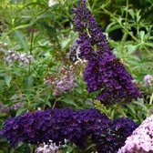 Buddleja Vlinderstruik Black Knight - Donker Blauwe/Paarse Bloemen - Meerjarig en Winterhard | Vlinderplant / Vlinderstruiken - Aantrekkelijk voor de Vlinder | 1.5 liter pot