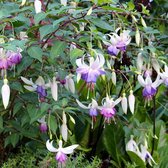 Fuchsia 'Delta's Sarah' - Bellenplant - Planthoogte: 15 cm - Pot 11 cm (1 liter)