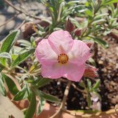 Cistus skanbergii - Rotsroos - Planthoogte: 10 cm - Pot 11 cm (1 liter)