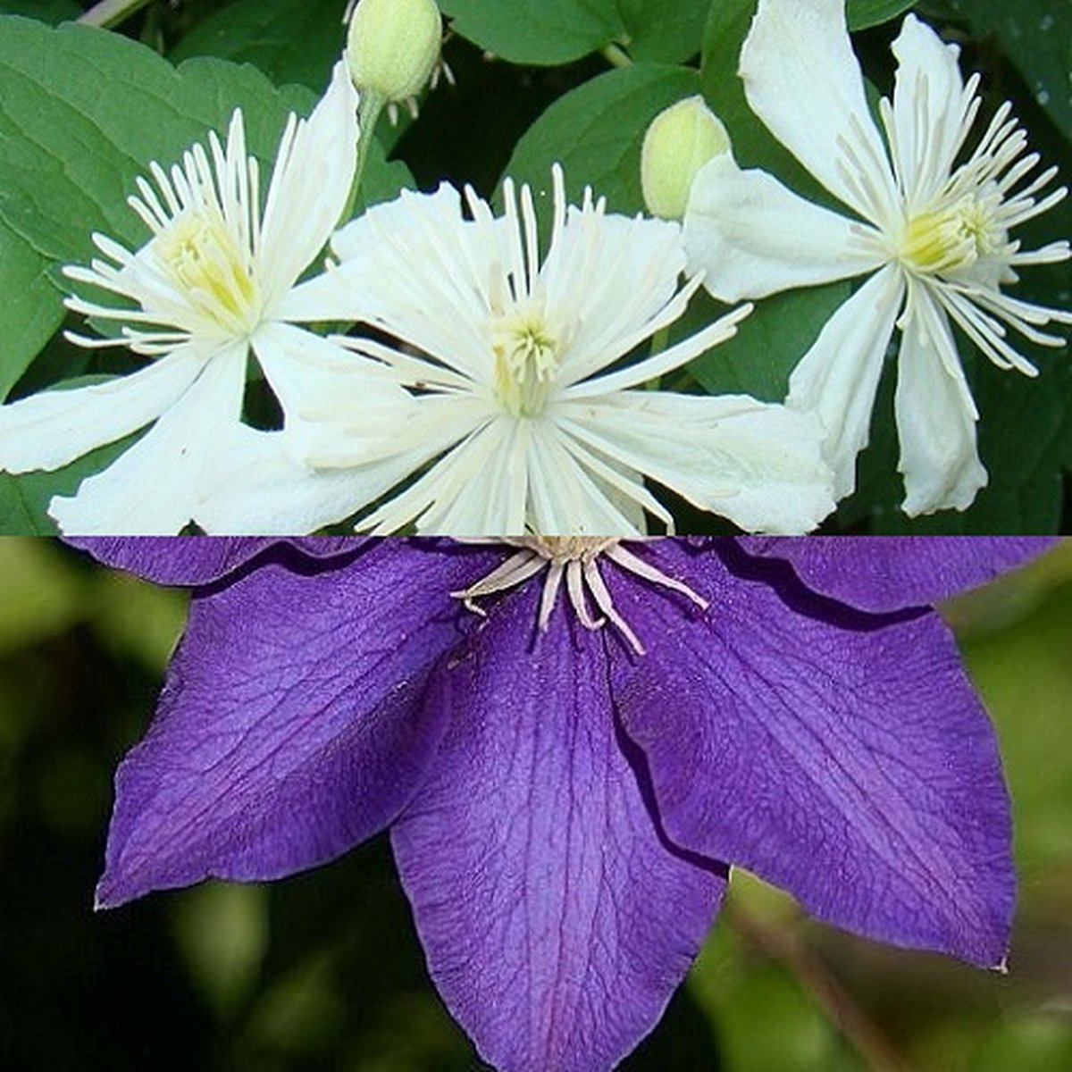 2 x Clematis klimplanten: Set van Clematis Summer Snow & Clematis The President - Wit & Blauw Bloeiend - Meerjarig & Winterhard | 2 x 1,5 liter pot