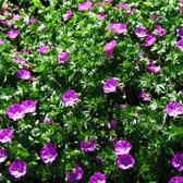 Geranium sanguineum 'Max Frei' - Ooievaarsbek - Planthoogte: 5 cm - Pot 11 cm (1 liter)