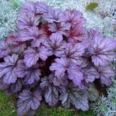 Heuchera 'Shanghai' - Purperklokje - Planthoogte: 10 cm - Pot 11 cm (1 liter)