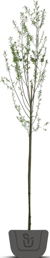 Knotwilg | Salix alba | Stamomtrek: 6-8 cm