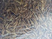 Wildbird Meelwormen In Pot 440 g