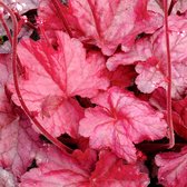 Heuchera 'Fire Chief' - Purperklokje - Planthoogte: 5 cm - Pot 11 cm (1 liter)