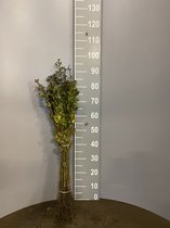 PM Meidoornhaag - crataegus monogyna -  blote wortel - 40-60cm - 25 stuks