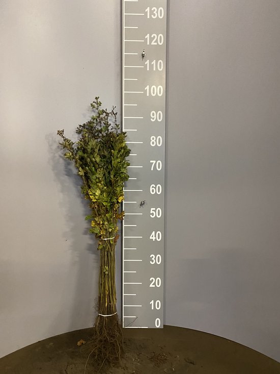 PM Meidoornhaag - crataegus monogyna - blote wortel - 40-60cm - 25 stuks