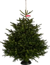 Nordmann kerstboom deluxe - 200-225 cm - Gezaagd