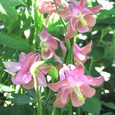 Aquilegia vulgaris 'Heidi' - Akelei - Planthoogte: 5 cm - Pot 11 cm (1 liter)