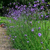 Verbena bonariensis - Stijf ijzerhard - Pot Ø 14 cm (1,5 liter)