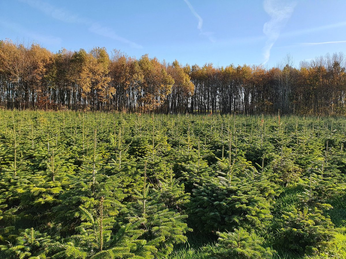 Echte kerstboom Nordmann spar +/150cm met kluit in pot