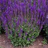 Salvia nemorosa 'Ostfriesland' - Salie - Pot Ø 14 cm (1,5 liter)